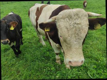 Weidestier Jungbulle