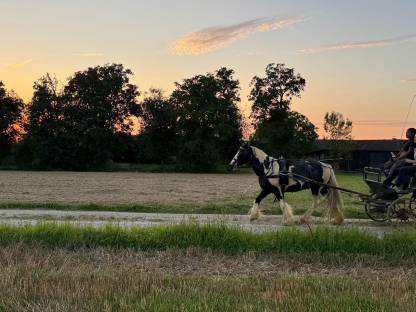 Bild 3:Charly – Ausdrucksstarker Irish Cob Wallach