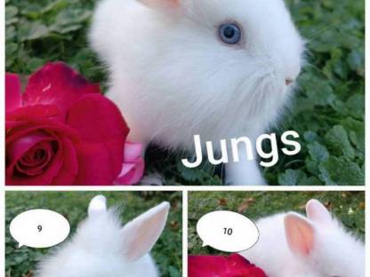 Zwergkaninchen