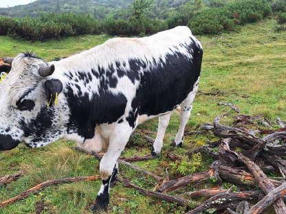 Bild 5:Verkaufe Bio Pustertaler Kalbinen