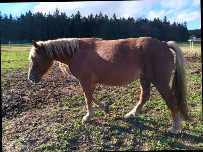 Bild 4:4-jährige Noriker Fuchs-Stute