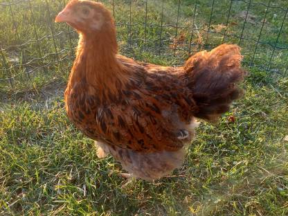 Bild 3:Orpington Hahn Rebhuhnfarben