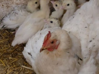 Bild 2:Cröllwitzer Putenkücken