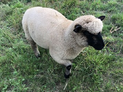 Bild 3:Shropshire Schaf männlich