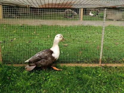 Bild 2:Junge Zwergenten