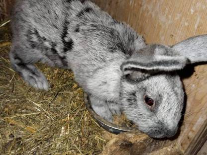 Großer hase hellsilber rammler
