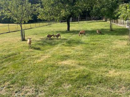 Bild 3:Kamerunschafe