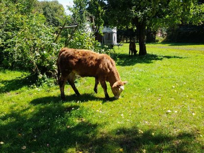 Verkaufe Kalb
