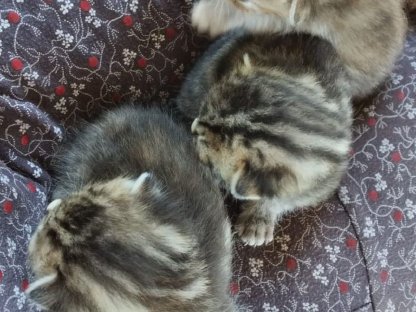 Bild 4:Katzenbabys bald zu vergeben
