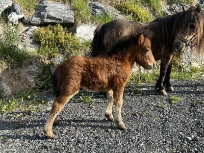 Minishetlandpony Fohlen zur Abgabe