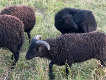 Bild 2:Bretonisches Zwergschaf, Bock (nicht kastriert) 2025