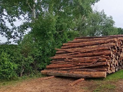 Bild 3:Brennholz Eiche/Kastanie/Akazie/Buche/Kiefer/Fichte
