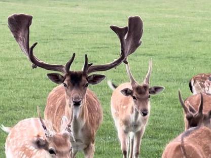 Bild 6:Hochkapitales Damwild