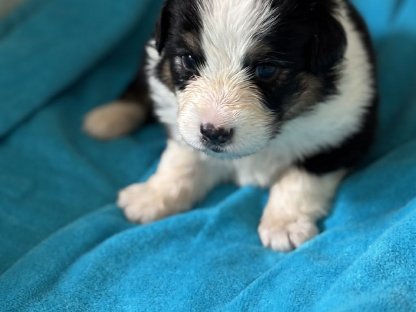 Bild 3:Australian Shepherd mit Ahnentafel