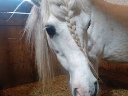 Bild 6:Liebe Ponystute Sunny an Bestplatz