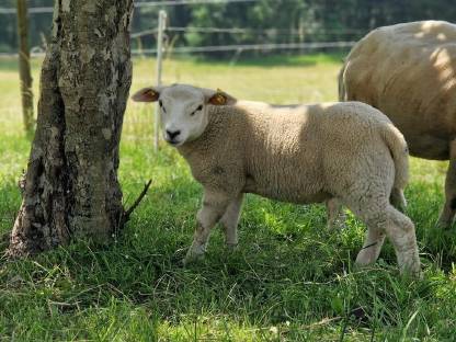 Bild 2:Texel Jungböcke zum Verkauf