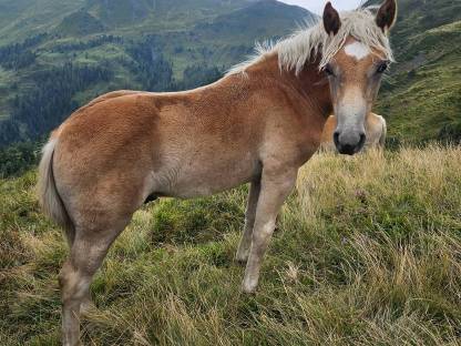 Bild 2:Hengstfohlen Bardolino
