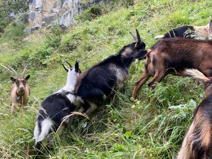 Bild 4:Passeier Bockkitze