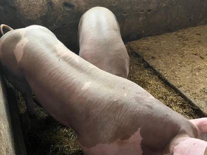 Bild 5:Pietrain Jungsau