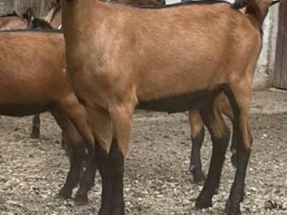 Bild 5:Gämsfarbige Gebirgsziegen