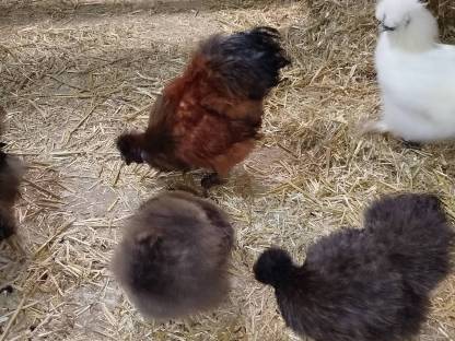 Bild 2:Verkaufe Zwergseidenhühner