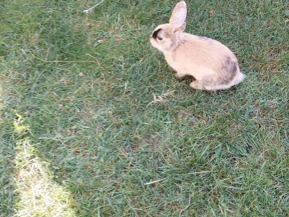 Bild 4:Zwergkaninchen