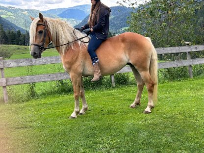 Bild 5:Trächtige, leistungsgeprüfte Haflingerstute zu verkaufen