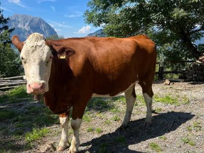 Verkaufe trächtige Fleckvieh-Kalbinnen mit guter Abstammung