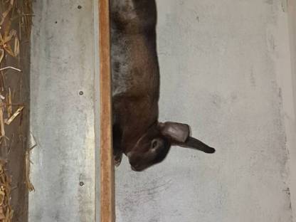 Bild 3:3 Rex-Häsinnen