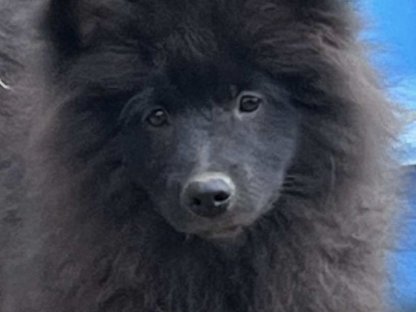 Bild 7:Wolfsspitz Großspitz Welpen