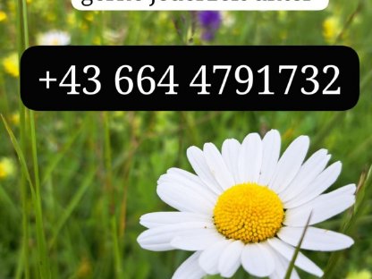 Bild 8:Franziska Noriker Stutfohlen Mohrenkopf zu verkaufen