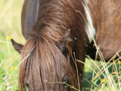 Bild 9:Minishetty Prämienstute mit oder ohne Fohlen