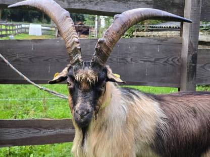 Bock