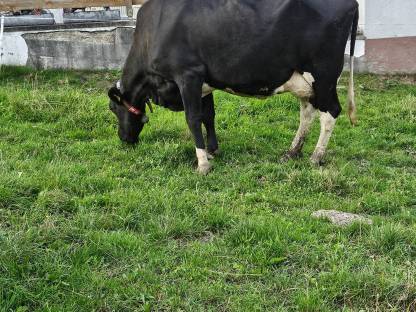 Holstein Milchkuh