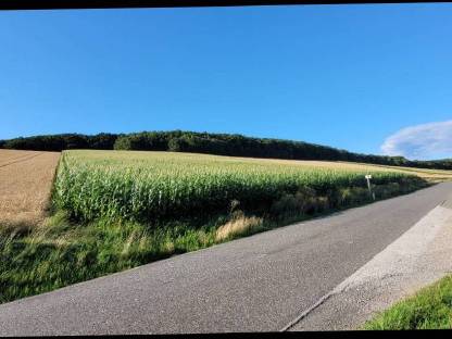 Bild 2:Silomais ab Feld