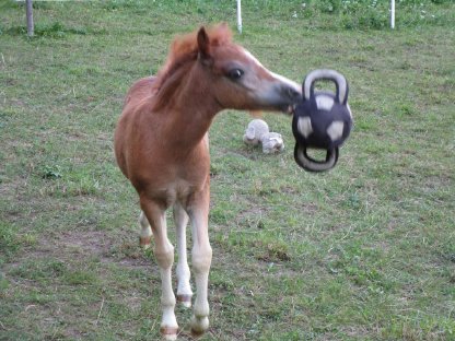 Weidepony-Stute gesucht