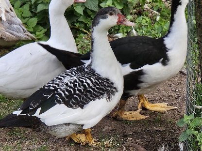 Bild 6:Warzenenten, Moschusenten