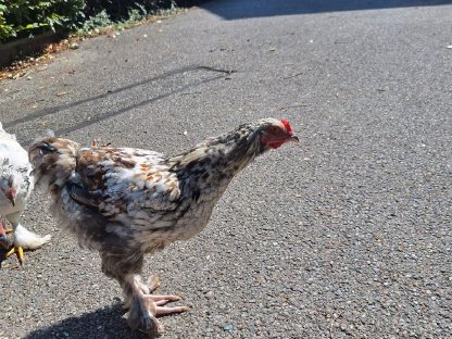 Bild 2:Brahma Hahn 2 Stk.