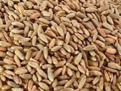 Triticale zu verkaufen