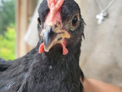 Bild 3:Hahn/Gockel abzugeben