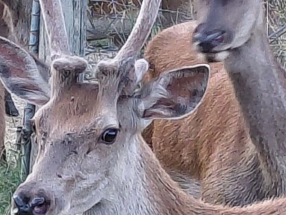 Bild 3:Vielversprechende Rothirsche