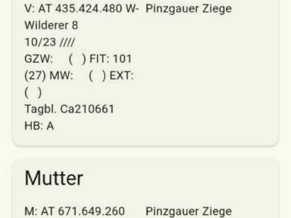 Bild 5:Pinzgauer Ziegen