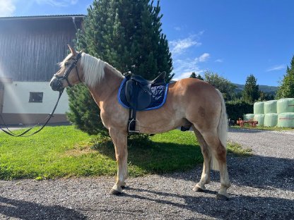 Bild 2:Liebenswerter Haflinger Wallach zu verkaufen