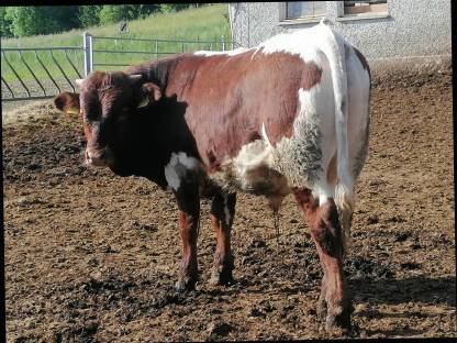 Bild 3:Original Pinzgauer Zuchtstier