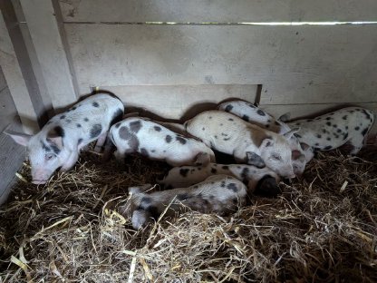 Bild 3:Turopolje Jungsauen und Ferkel