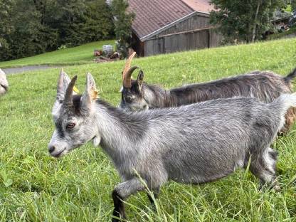 Bild 5:Blobe Ziegen