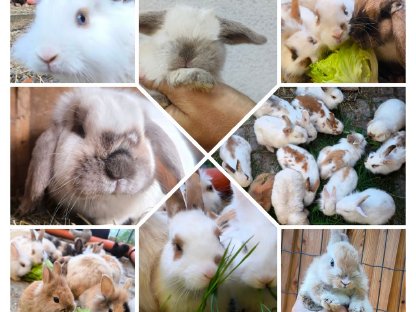 Bild 2:Verschiedene Kaninchen