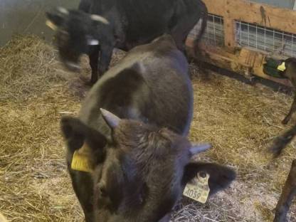 Bild 6:Dahomey Rinder