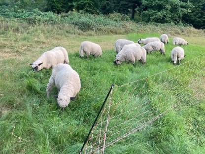 Bild 3:Shropshire Schafböcke und zwei Weibchen