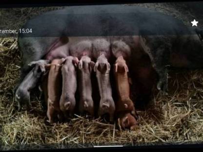 Bild 3:Duroc Ferkel